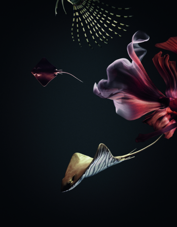 Guests sharing sushi platters